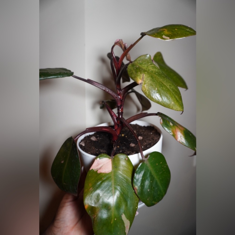 Pink Princess Philodendron